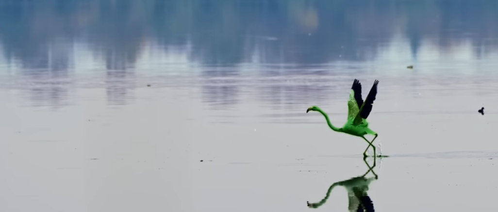Green Flamingo in water